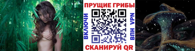 Купить закладки  Нолинск  Псилоцибиновые грибы MAGIC MUSHROOMS 